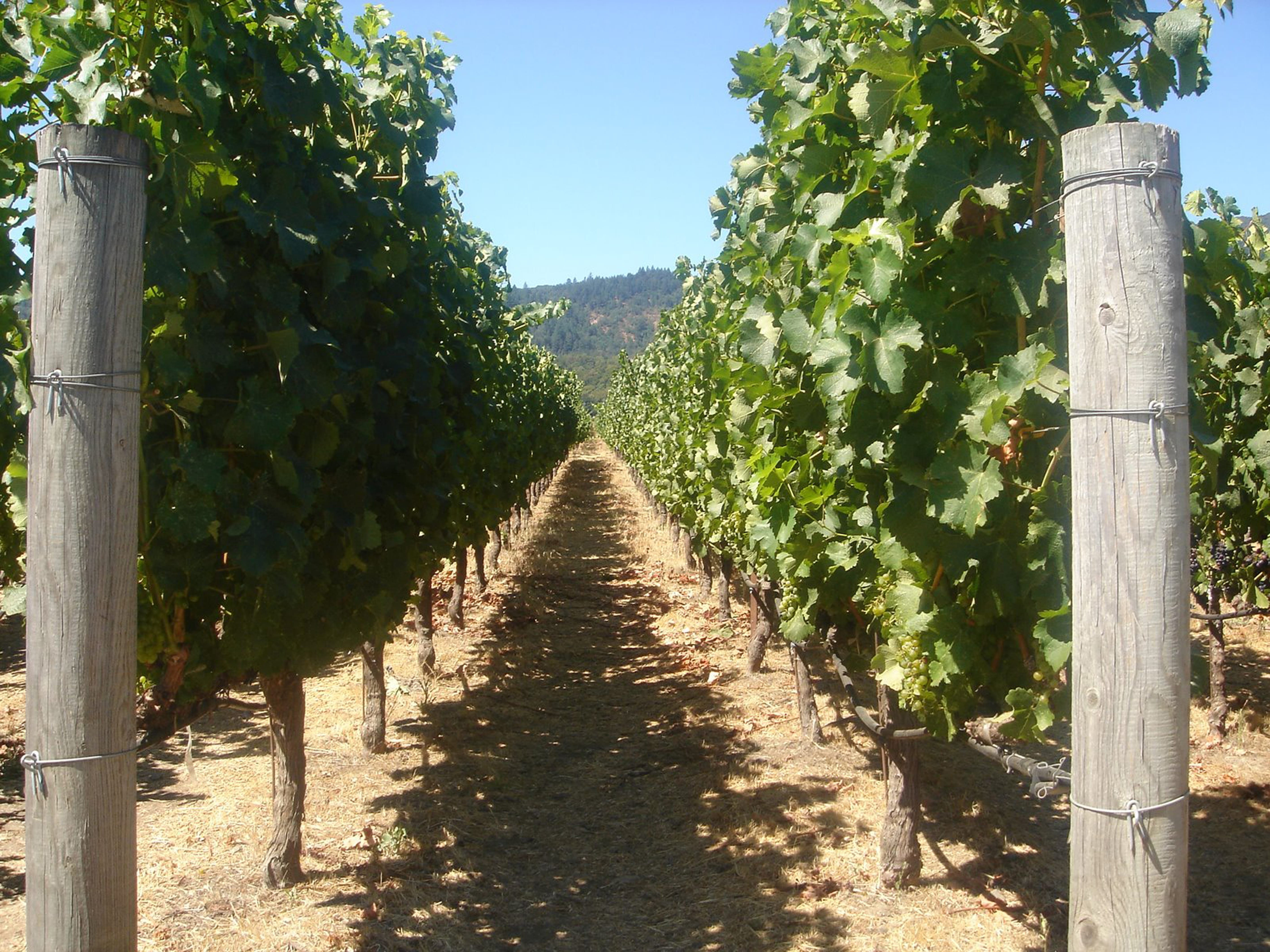 Viñedos Mas de Rander