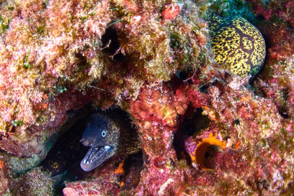 Morena respirando apaciblemente