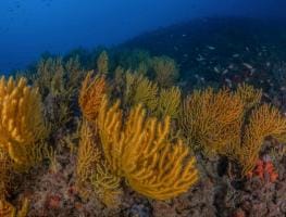 Gorgonia amarilla - Reserva Marina de Tabarca