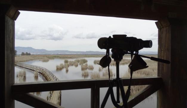 Mirador de birding en el Hondo