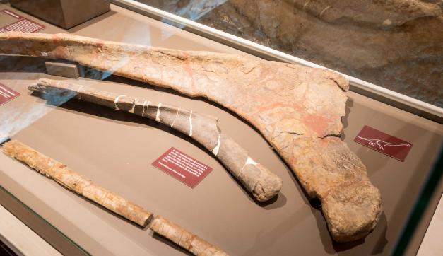 La huella de los dinosaurios en la Comunitat Valenciana: un patrimonio vivo de millones de años